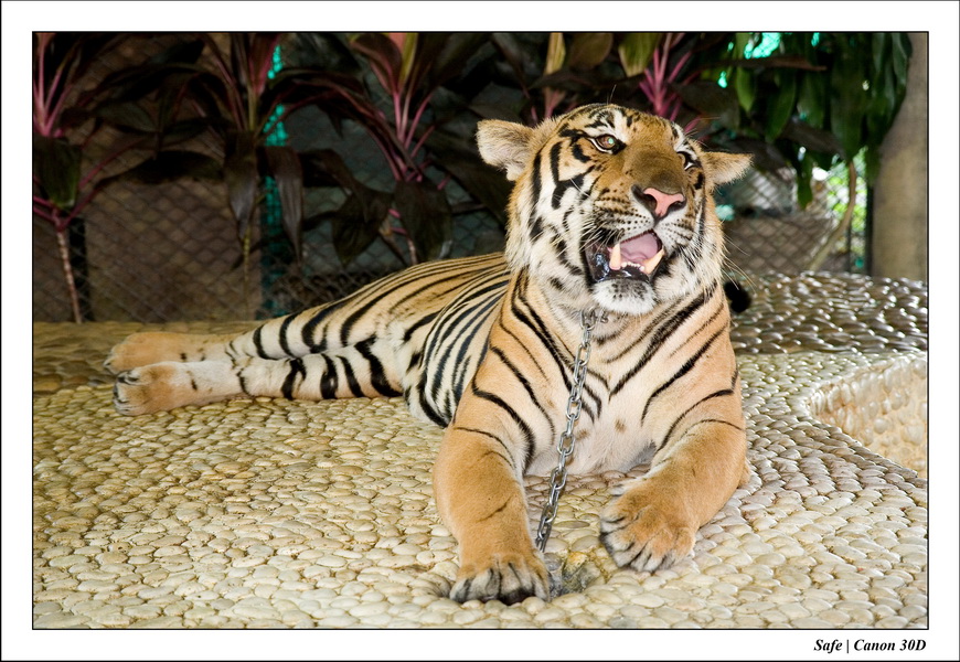 2006 - 08 - Pattaya - Crocodile farm 29